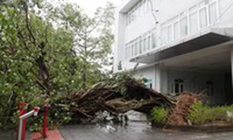 Bão số 13 quét qua, hàng loạt cây xanh trăm tuổi bật gốc; nhà sập đổ, tốc mái